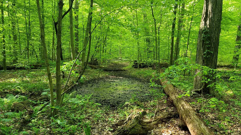 Johnson Woods vernal pools